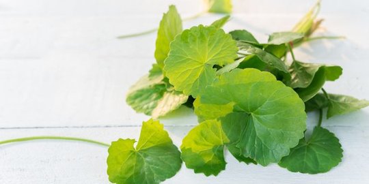 Manfaat Centella Asiatica untuk Kesehatan Kulit, Bantu Samarkan Bekas Jerawat