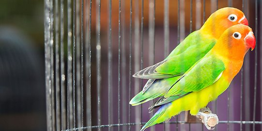 Cara Menjodohkan Lovebird Lengkap Beserta Jenis-jenisnya, Pahami agar Tak Keliru