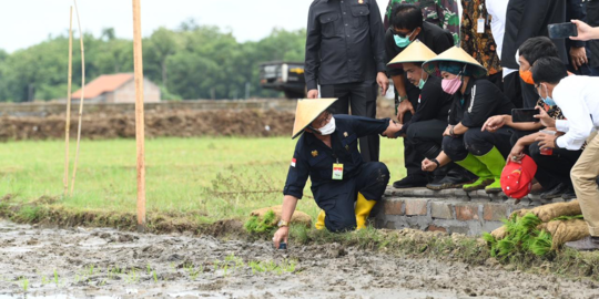 Masuki Panen Raya, ini Strategi Kementan Optimalkan Penyerapan Gabah Petani