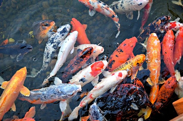 ikan koi