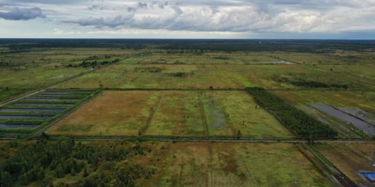 Kementan Sebut 25.000 Hektare Lahan Food Estate Telah Ditanami