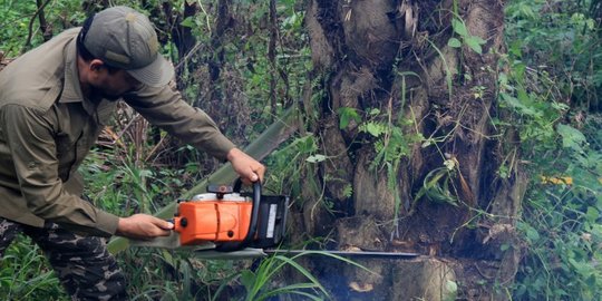 Kebun Sawit Terlanjur Ditebangi, MA Putuskan Eksekusi Lahan di Riau Tidak Sah