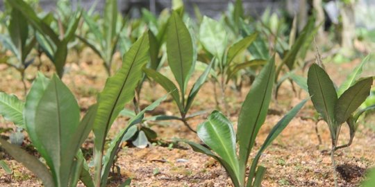 Mengenal Rumput Fatimah, Ketahui Manfaat dan Bahayanya Bagi Ibu Melahirkan