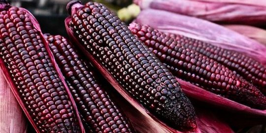 Mengenal Momala Jagung Unik Berwarna Ungu Dari Gorontalo Yang Bisa Tingkatkan Imun Merdeka Com Mengenal Momala Jagung Unik Berwarna Ungu Dari Gorontalo Yang Bisa Tingkatkan Imun Merdeka Com