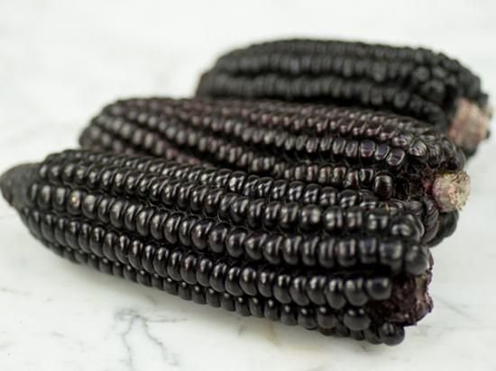 ilustrasi jagung ungu
