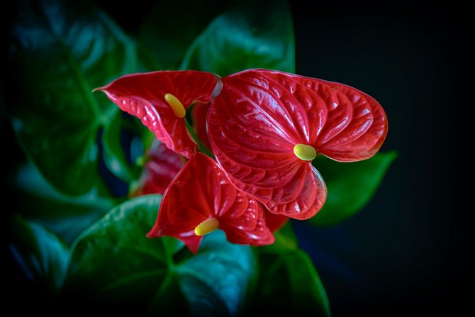 ilustrasi anthurium