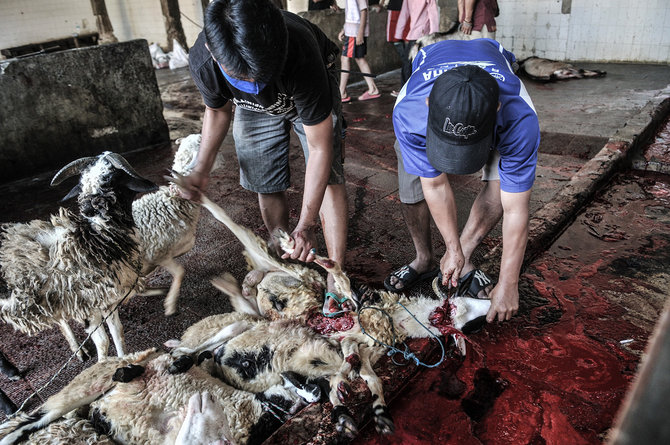 penyembelihan hewan kurban di tengah pandemi covid 19