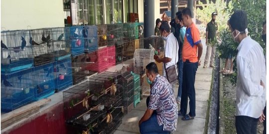 KLHK Gerebek Rumah di Samarinda, Sita 66 Burung Dilindungi Siap Jual