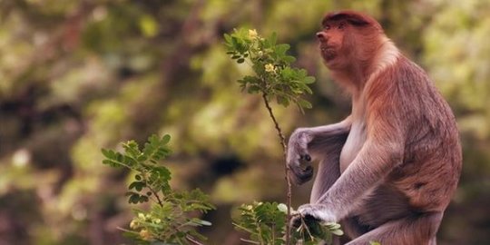 Walkot Surabaya Ajak Jadi Orang Tua Asuh Satwa, Respons Pengusaha Ini Bikin Kaget