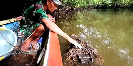 Potret Persahabatan Pria Berbaju Loreng TNI dengan Buaya Muara, Dianggap Seperti Anak