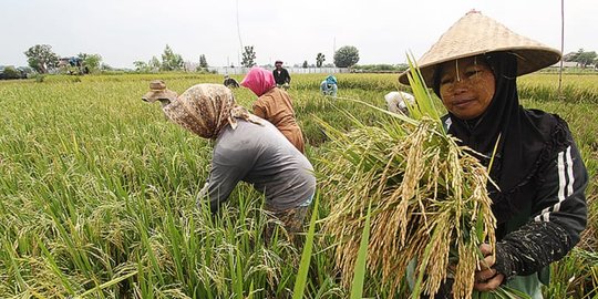 Faisal Basri: Surplus Beras Terjadi karena Konsumsi Masyarakat Turun