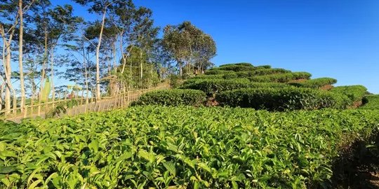 2 Hektare Kebun Teh Milik PTPN VIII di Garut Diduga Ditebang Warga