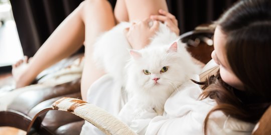Wajib Paham 4 Hal Ini Sebelum Bawa Pulang Kucing Persia ke Rumah
