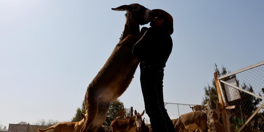 Kisah Pecinta Keledai Hingga Bangun Tempat Perlindungan