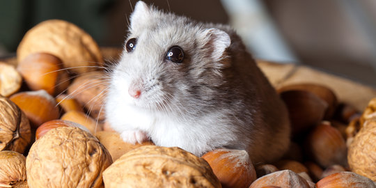 3 Cara Merawat Hamster yang Mudah untuk Pemula, Agar Tumbuh Sehat dan Aktif