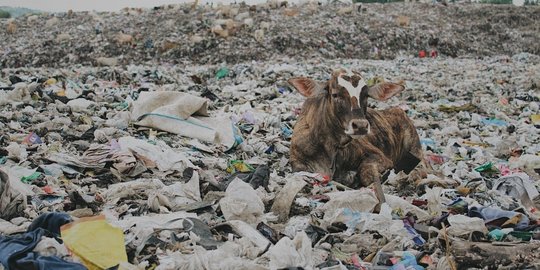 Pemandangan Miris Sapi Makan Sampah di TPU Piyungan