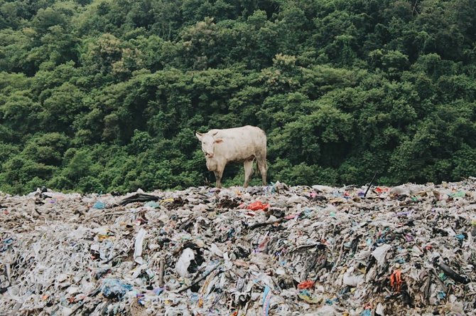 pemandangan miris sapi makan sampah di tpu piyungan