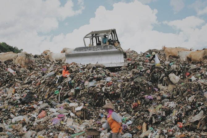 pemandangan miris sapi makan sampah di tpu piyungan