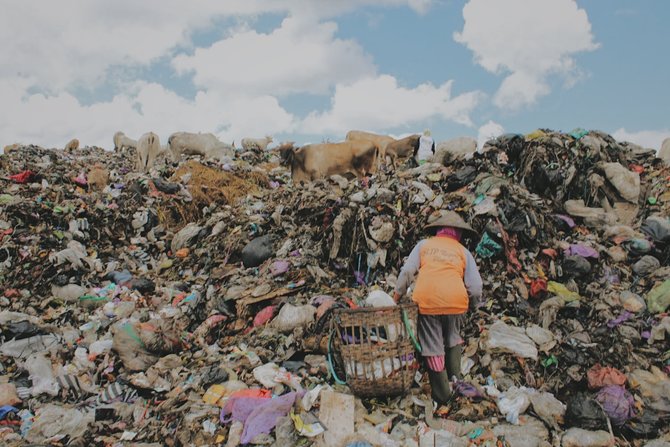 pemandangan miris sapi makan sampah di tpu piyungan