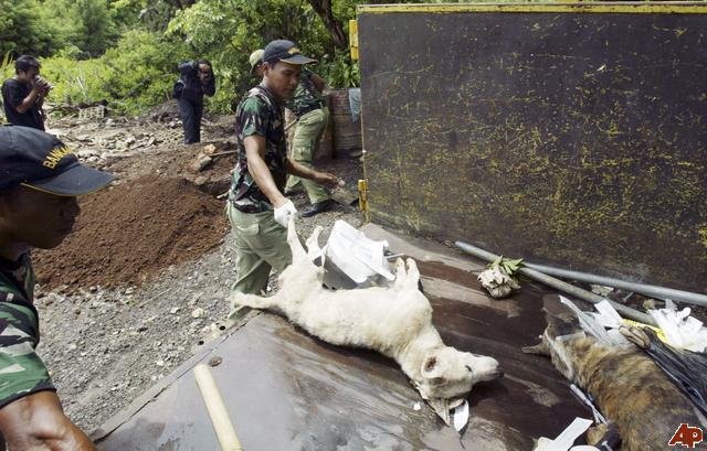 wabah rabies di denpasar