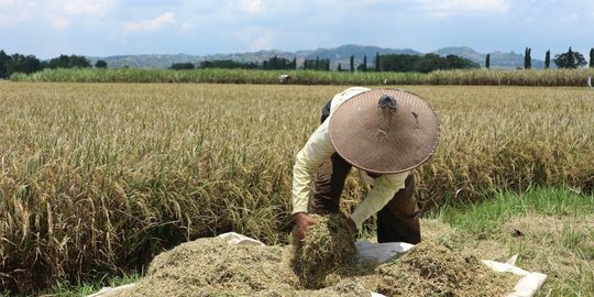 DPR Kecewa Pemerintah Bakal Impor Beras Mendekati Panen Raya