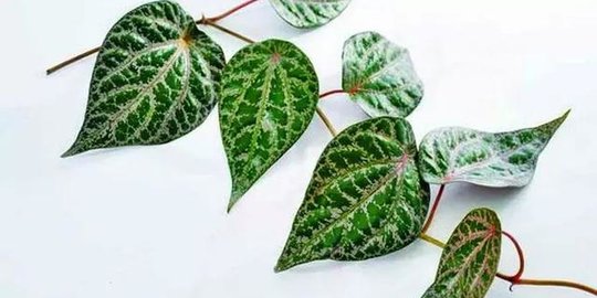 12 Khasiat Daun Sirih Merah untuk Kesehatan, Atasi Bau Mulut dan Gusi Berdarah