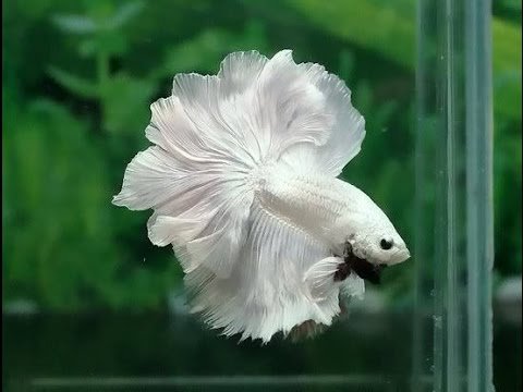 ikan cupang hias
