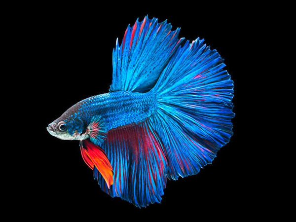 ikan cupang hias