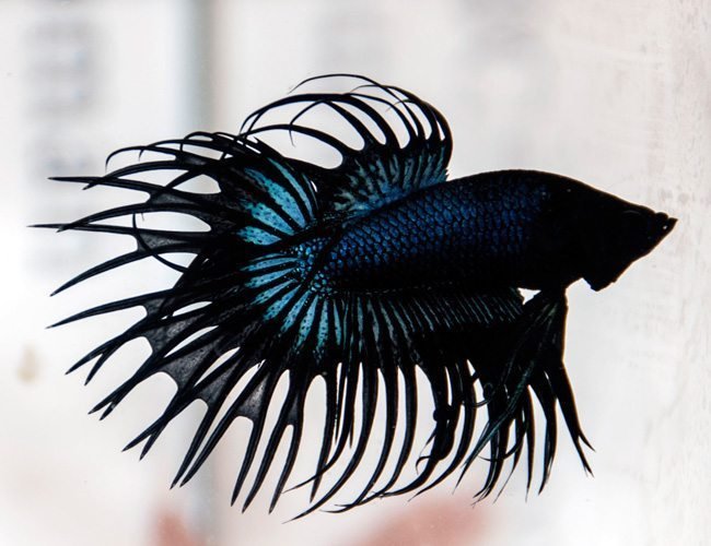 ikan cupang hias