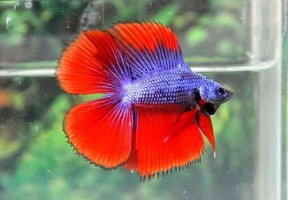ikan cupang hias