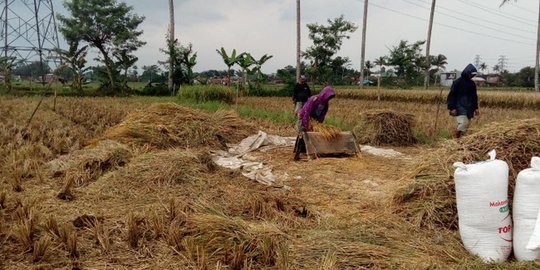 Heboh Isu Impor Beras, Hasil Panen Padi Petani di Malang Justru Melimpah