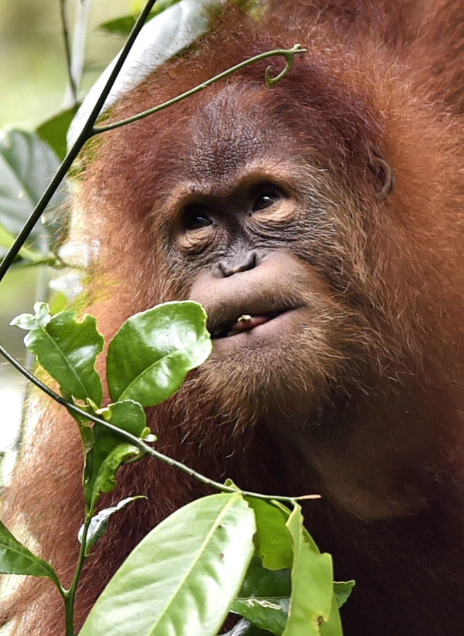 pelepasan orang utan di aceh