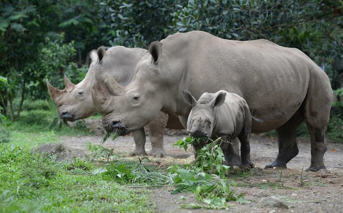 kelahiran anak badak di taman safari indonesia
