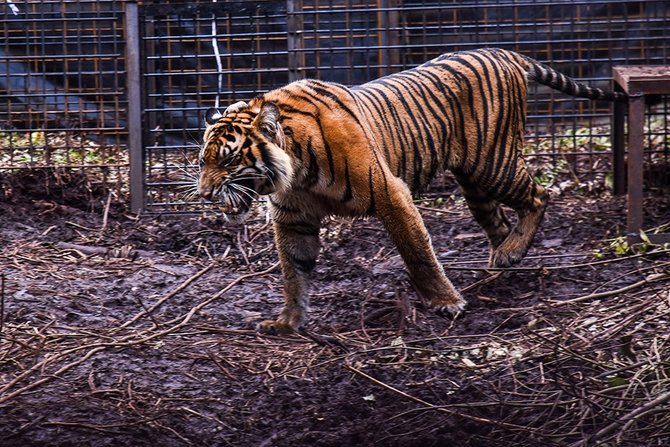 harimau sumatera corina