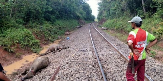 11 Ekor Kerbau di OKU Tertabrak Kereta Api, 8 Mati di Tempat