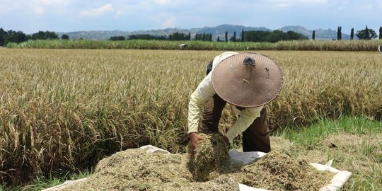 Anggota DPR: Bulog Harusnya Beli Gabah Petani Sesuai HPP