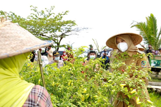 bupati iipuk panen cabai