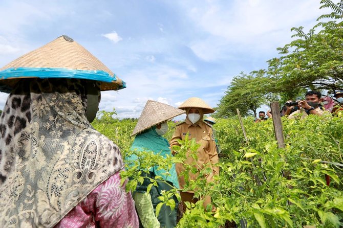 bupati iipuk panen cabai