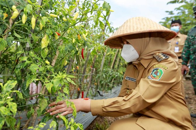 bupati iipuk panen cabai
