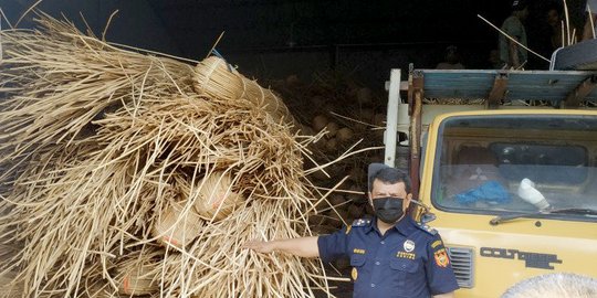 Bea Cukai Gagalkan Penyelundupan 100 Ton Rotan ke Malaysia