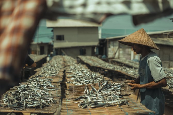 pengolahan ikan asin tradisional di muara angke