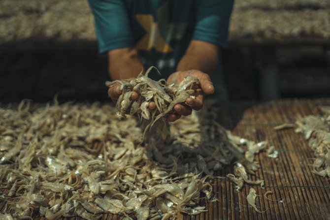 pengolahan ikan asin tradisional di muara angke