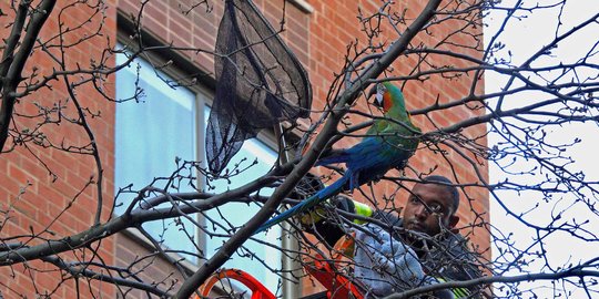 Aksi Pemadam Kebakaran AS Selamatkan Burung Macaw