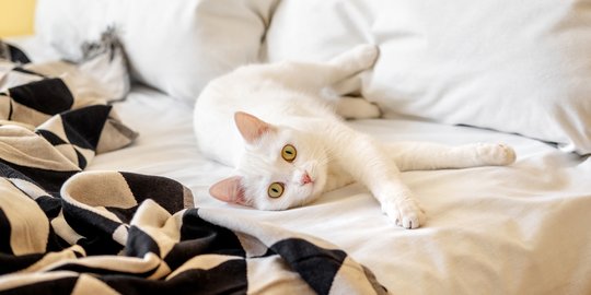 Ragam Alasan Hidung Kucing Oren Bisa Berubah Warna dan Berbintik 