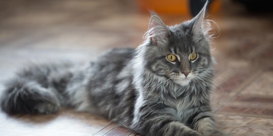 Hindari 5 Makanan Rumahan Ini untuk Kucing Maine Coon, Bisa Ganggu 