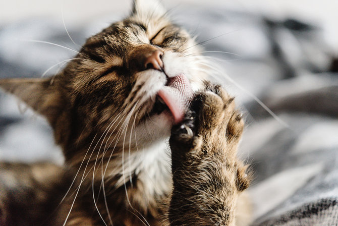 nyatakan cinta ini alasan lain kucing suka menjilat hidung pemiliknya