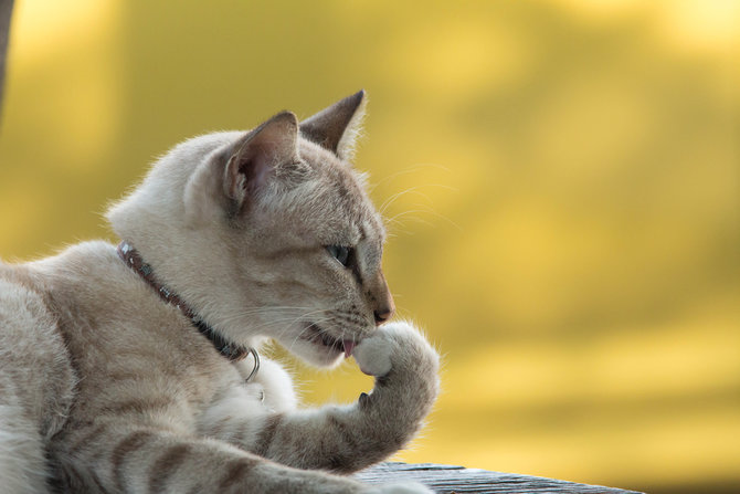 nyatakan cinta ini alasan lain kucing suka menjilat hidung pemiliknya