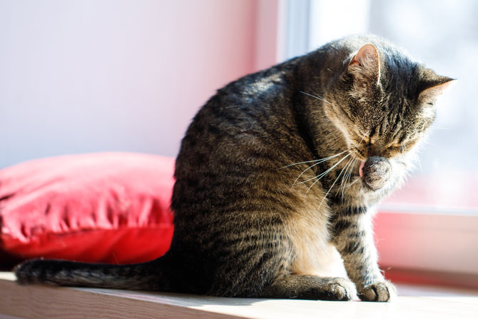 nyatakan cinta ini alasan lain kucing suka menjilat hidung pemiliknya