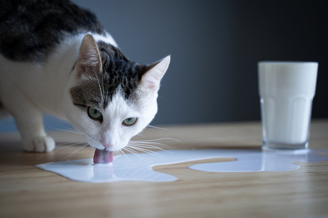 Buruk Buat Kesehatannya, Ini Alasan Kucing Suka Susu  merdeka.com