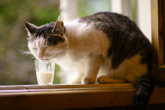 Buruk Buat Kesehatannya, Ini Alasan Kucing Suka Susu  merdeka.com